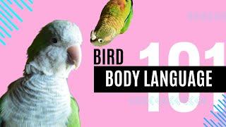 Bird Body Language 101 | Topics