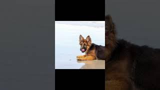 german shepherd #look #viral #dude -#dude