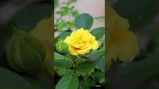 Rose plant || Yellow Roses