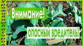 ВНИМАНИЕ!!!КАПУСТНАЯ МОЛЬ-ОПАСНЫЙ ВРЕДИТЕЛЬ!!!