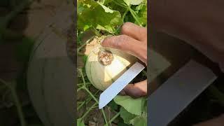 Fungus and insects waiting insects in soil to spoiled rippen Muskmelon
