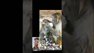 Teri_Shadi_Nahi_Hogi__#shorts_#comedy_#monkey(1080p60)#trending #youtubeshorts #viral #video #yt