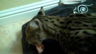 F1 Savannah Cat Growling and Hissing - Serval