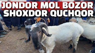 BUXORO JONDOR MOL BOZOR 22.12.2024/QUY ECHKI NARXLAR TUSHDIMI?