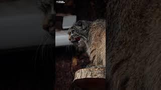 Манул Шу облизывается после обеда. Ленинградский зоопарк