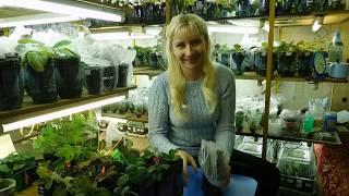 ГЛОКСИНИЯ НА ФИТИЛЬНОМ ПОЛИВЕ ! How to grow gloxinia