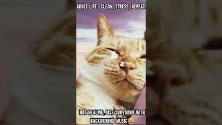 Surviving Adulthood with Lo-Fi and a Vacuuming Cat  | #RelatableShorts