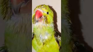 #parrot #alexander #talkingparrot #alex #parrottalking #alexanderparrot #funny #parrotlover #bird