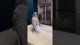 #shorts #viral #trending #video ️ { @sunny.pigeon ️ } #20kviews please #video #viral ️