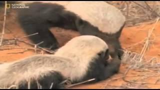 Honey Badger Narrates: The Precious Nastyass Baby Honey Badger Kit