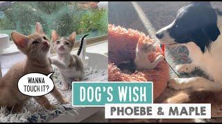 Dog's Wish — Phoebe and Maple