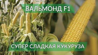 ВАЛЬМОНД F1 - САМЫЙ КРУПНЫЙ ПОЧАТОК СУПЕР СЛАДКОЙ КУКУРУЗЫ!