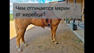 Чем отличается мерин от жеребца?