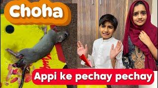 CHOCHA APPI KE PECHAY PECHAY  | Trapping Mice Trick | Prank With Sister | Muaz Bakhtawar Vlog