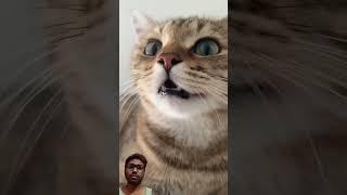 cat #funny #cute #cutecat #kitten #shotfeed #cutecates #cattledisease #comedyfilms #cow