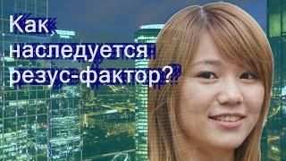 Как наследуется резус-фактор?