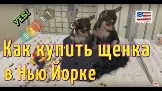 Где купить собаку в Нью Йорке? Pet store in New York City