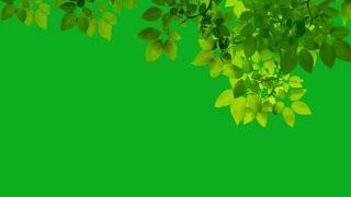 tree branch green screen | green screen tree leaves effect | green screen tree animation