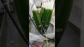 Algae cultivation in the phototrophic section operative.