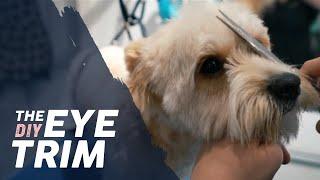 How to Trim a Dog's Eyes  BASIC TRIMMING Tutorial #doggrooming #dogfacetrim #doggroomingtutuorial