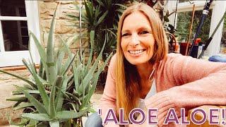 Best way to plant and grow Aloe Vera at home in pots | and how to use it !