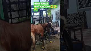 ATIK BOSS GOATS FROM