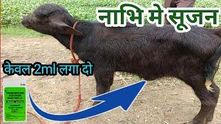 बछड़े कि नाभि मे सूजन 2ml दवा से ठिक करे ! Calf ki nabhi me sujan | Navel ill in buffalo calf |