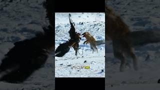 Eagle vs. Fox: Winter Survival Showdown..