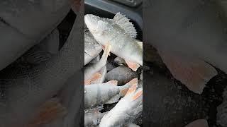 Наловили Окуня  #рыбалка #animalphotography #fishing #wildanimal #рыба #wildlifephotography #природа
