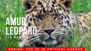 Amur Leopard, only 110 are left in the wild. 20 species in critical danger of extinction