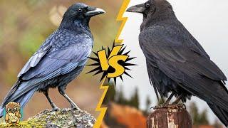 Are CROWS and RAVENS Really Different Birds?