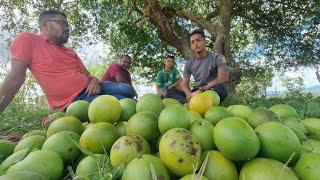 CONHEÇA ESSA FRUTA DO SERTÃO NORDESTINO QUE É RESISTENTE AO CLIMA SECO DA CAATINGA