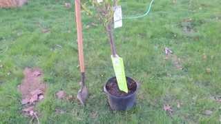 Planting a Plum Tree