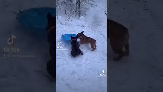 2 French Bulldogs Playing In The Snow - Dogs Play in Snow #shorts