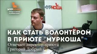 Как стать волонтёром приюта для кошек "Муркоша"?