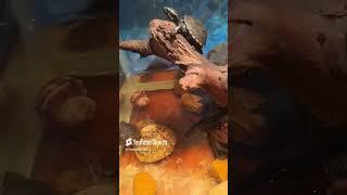 turtle after watching the Lion King  #shorts #viral #turtle #babyturtles
