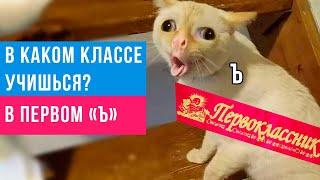 Приколы. Первоклассник из 1-Ъ ))) | Мемозг #378