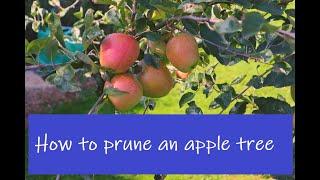 How to prune apple trees