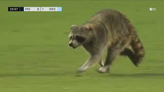 Somebody Sign That RACCOON!