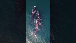 mystery facts: Animals That Died in Mysterious Ways #wildlife #nature #mysteryfacts