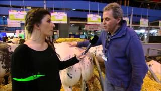 Rencontre de Charlie et ses drôles de bêtes, des vaches blanc bleu belge (météo du 3 mars)