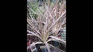Sydney Garden Warehouse ️ quality plants 🪴 and pots located 24 Bosci Rd Ingleburn Sydney Australia