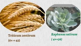 Autopolyploidy and Allopolyploidy part -2