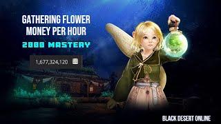 [BDO] Gathering - Flower - 2000 Mastery - Money Per Hour - 2024