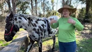 Training My Baby Horse So It's Not Dangerous