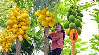 Harvesting Papaya: A Nutritious Fruit with Papaya Recipes for Healthy Eating