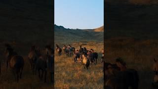 Жылқылар табыныШҚО️  horses in nature Восточный Казахстан ️ #shorts #youtube #viral