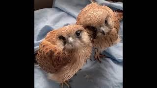 2 Curious Owl on Camera Guys Do U Think We Are Cute On This Camera#nature #fun #animals #shorts