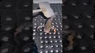 The rarest sea creatures you have never seen #viral