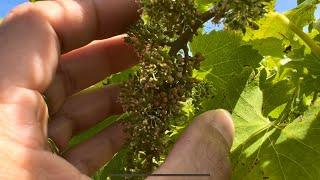 Ah le Mildiou de la vigne 